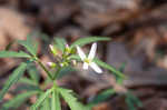 Cutleaf toothwort